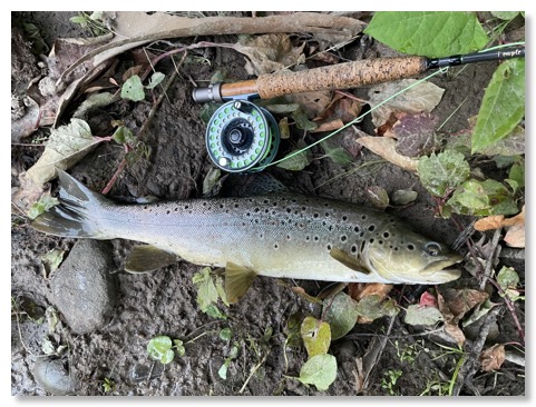 8F5A27CB-A510-451E-A369-A5DAB0F3090A_1_105_c